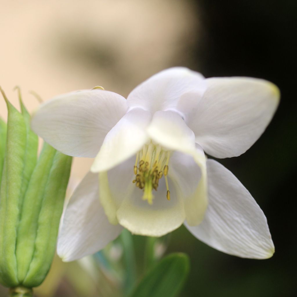 Aquilegia flabellata var. pumila f. alba - Columbine