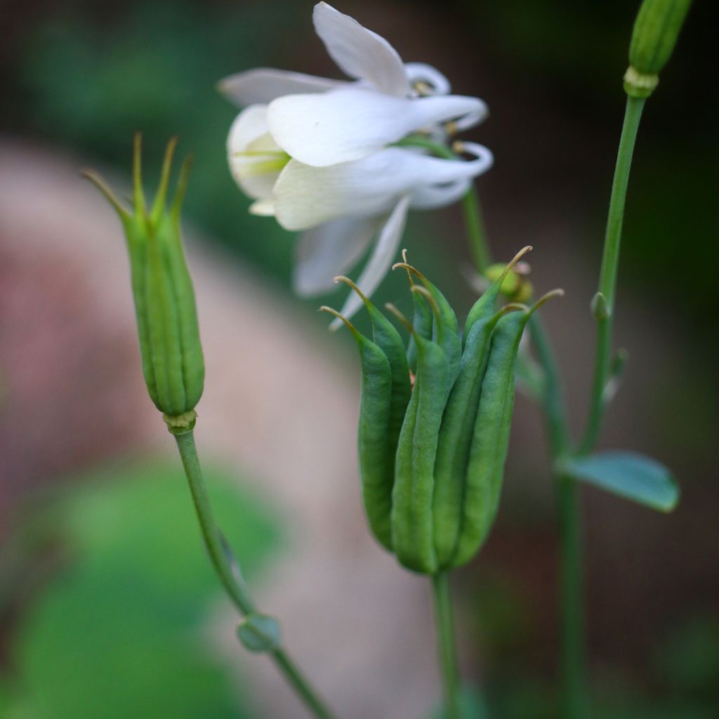 Aquilegia flabellata var. pumila f. alba - Columbine