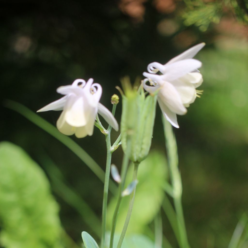 Aquilegia flabellata var. pumila f. alba - Columbine