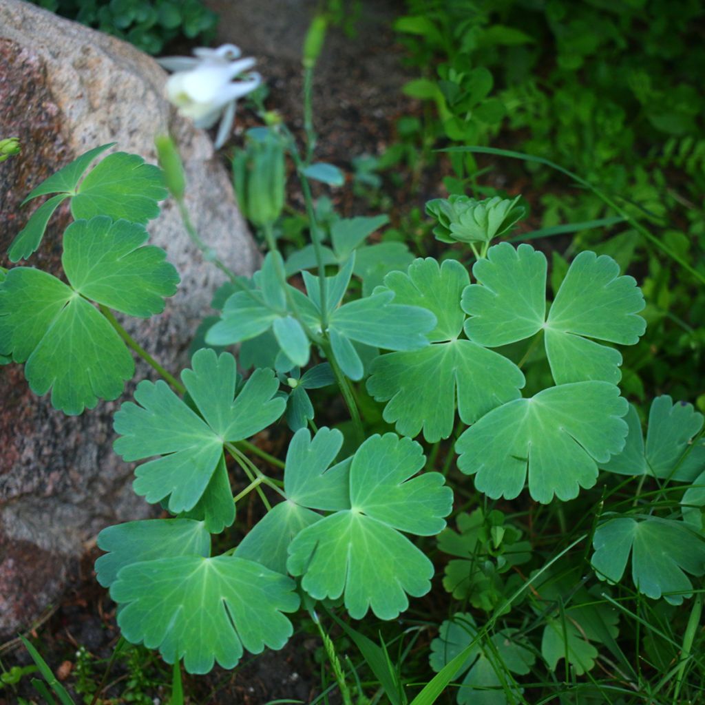 Aquilegia flabellata var. pumila f. alba - Columbine