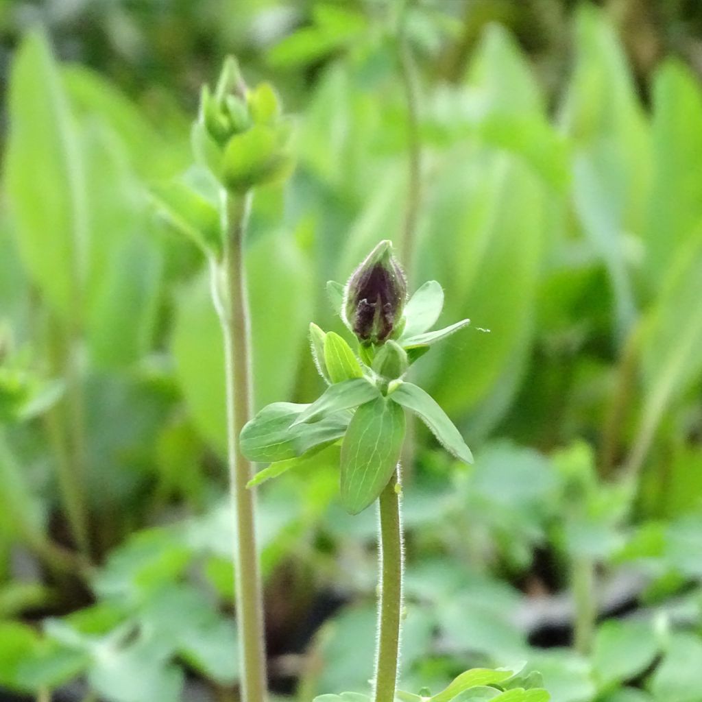 Ancolie William Guiness - Aquilegia vulgaris William Guiness