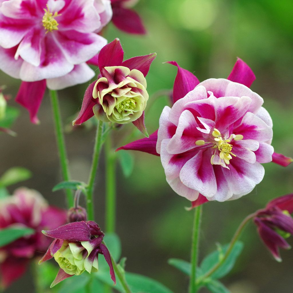 Aquilegia Winky Red-White - Columbine