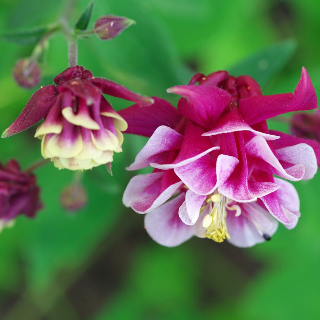 Aquilegia Winky Red-White - Columbine