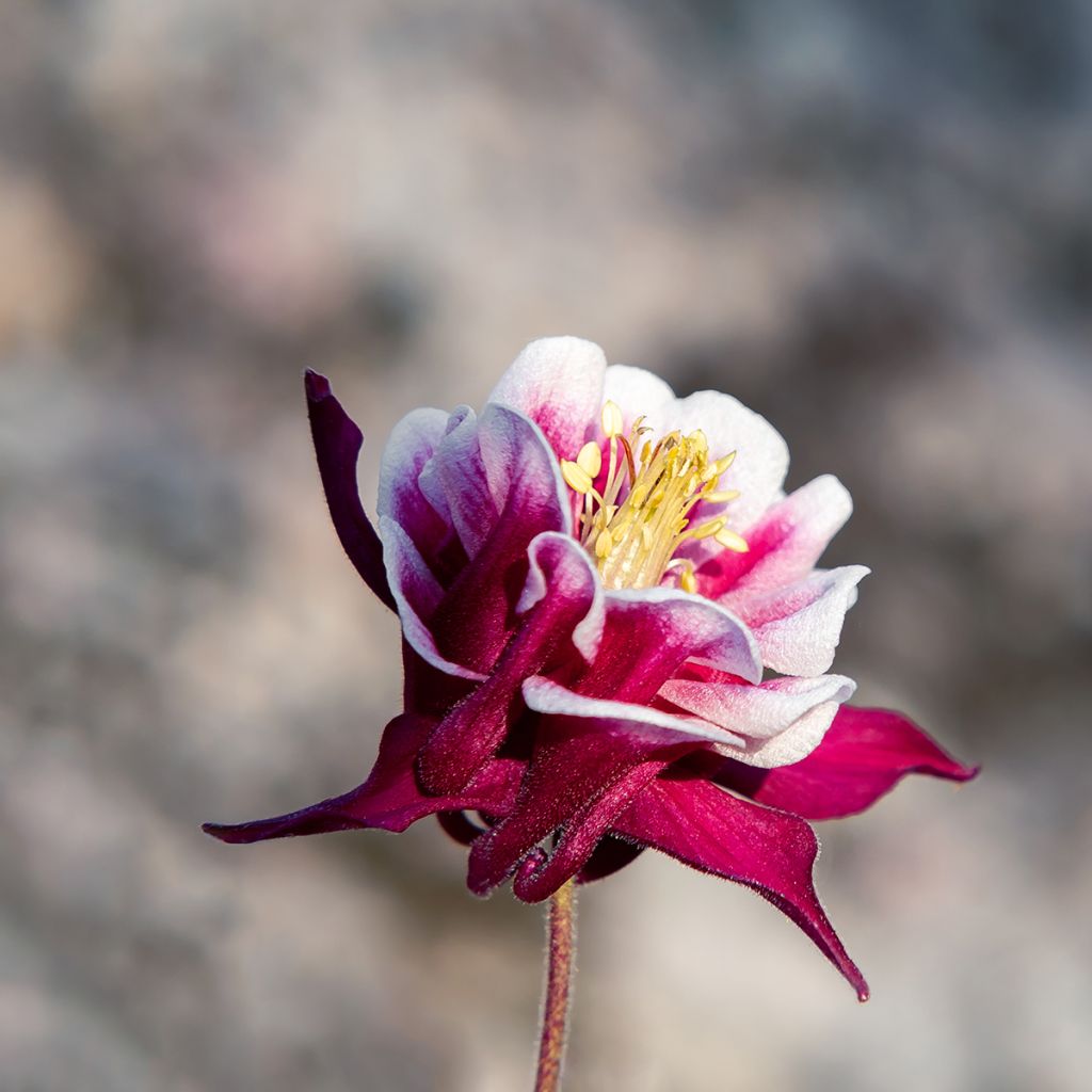 Aquilegia Winky Red-White - Columbine