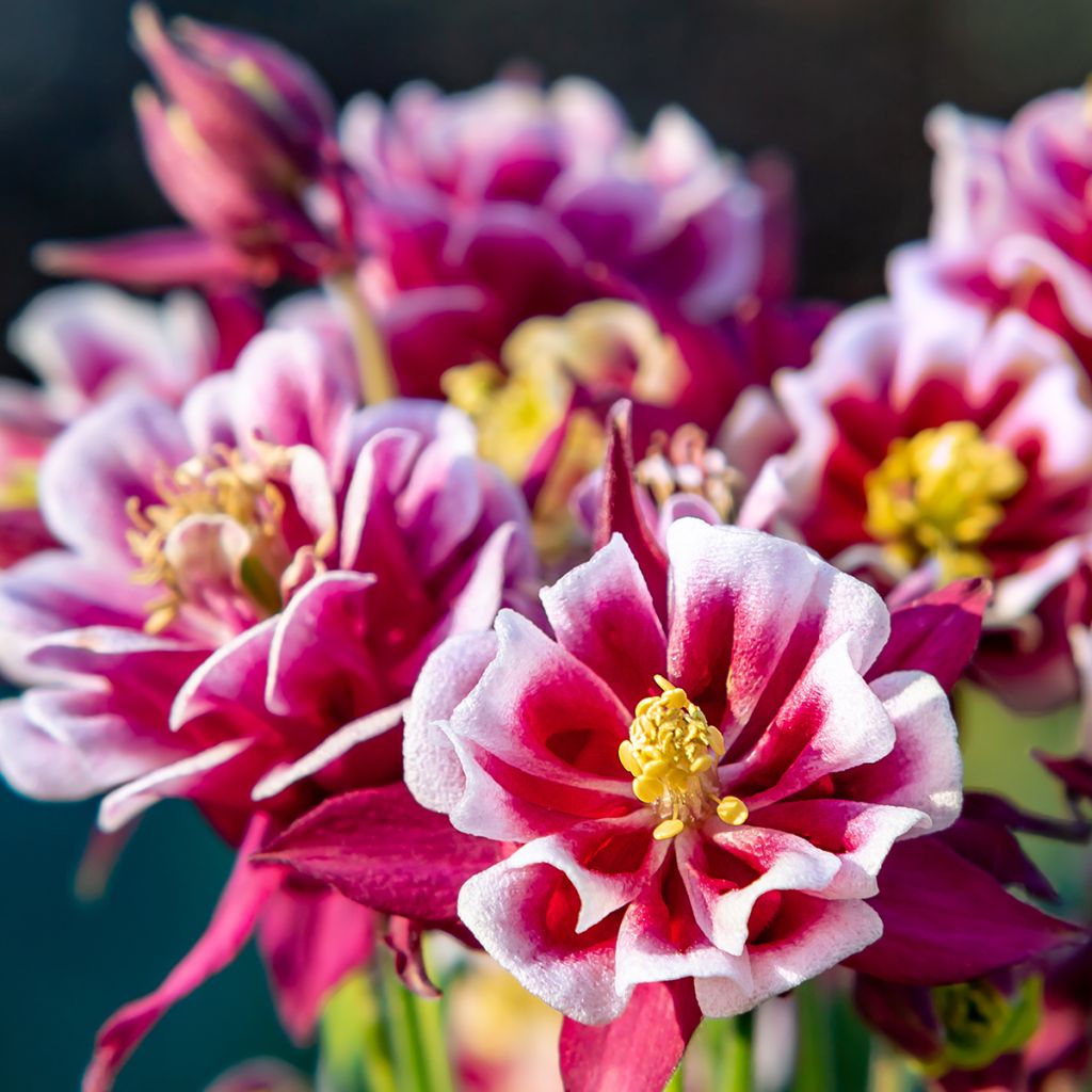 Aquilegia Winky Red-White - Columbine