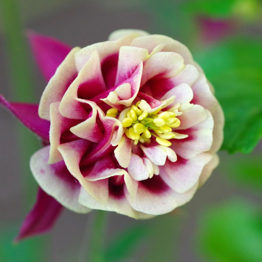 Aquilegia Winky Red-White - Columbine