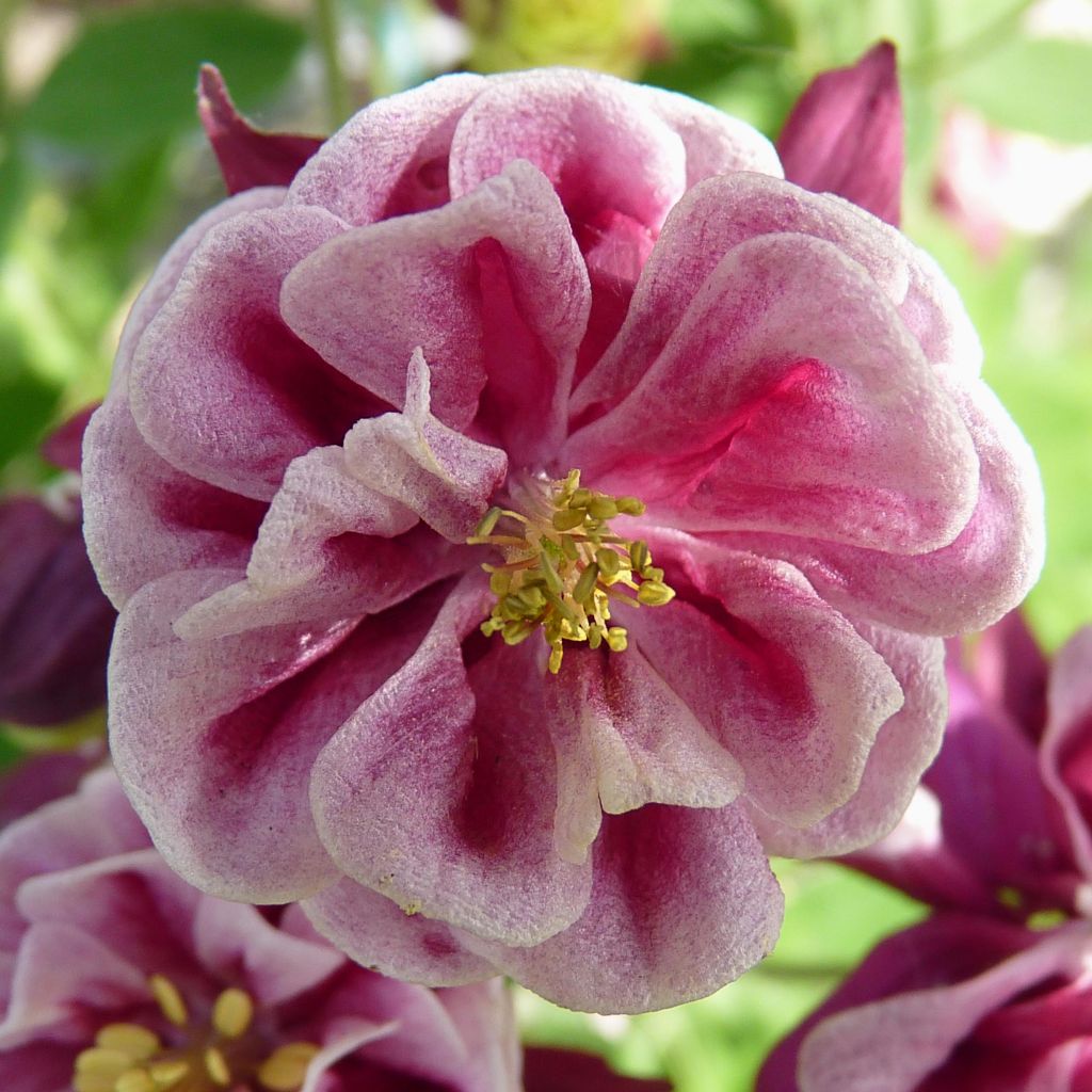 Ancolie Winky Red White - Aquilegia vulgaris.