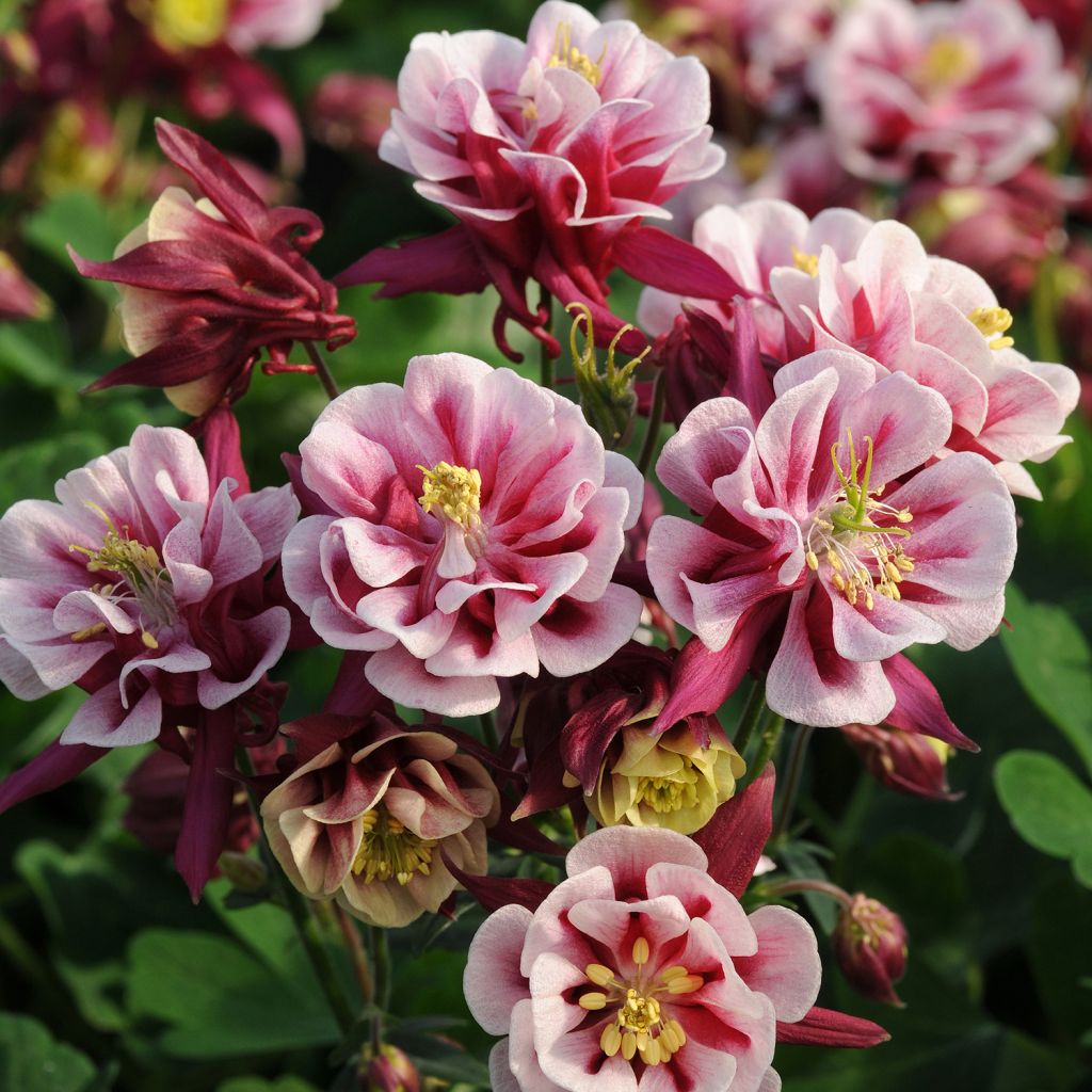 Ancolie Winky Red White - Aquilegia vulgaris.