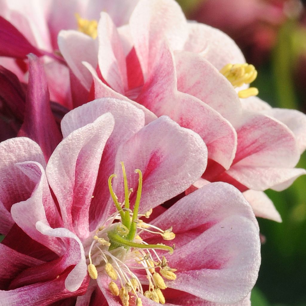 Ancolie Winky Red White - Aquilegia vulgaris.