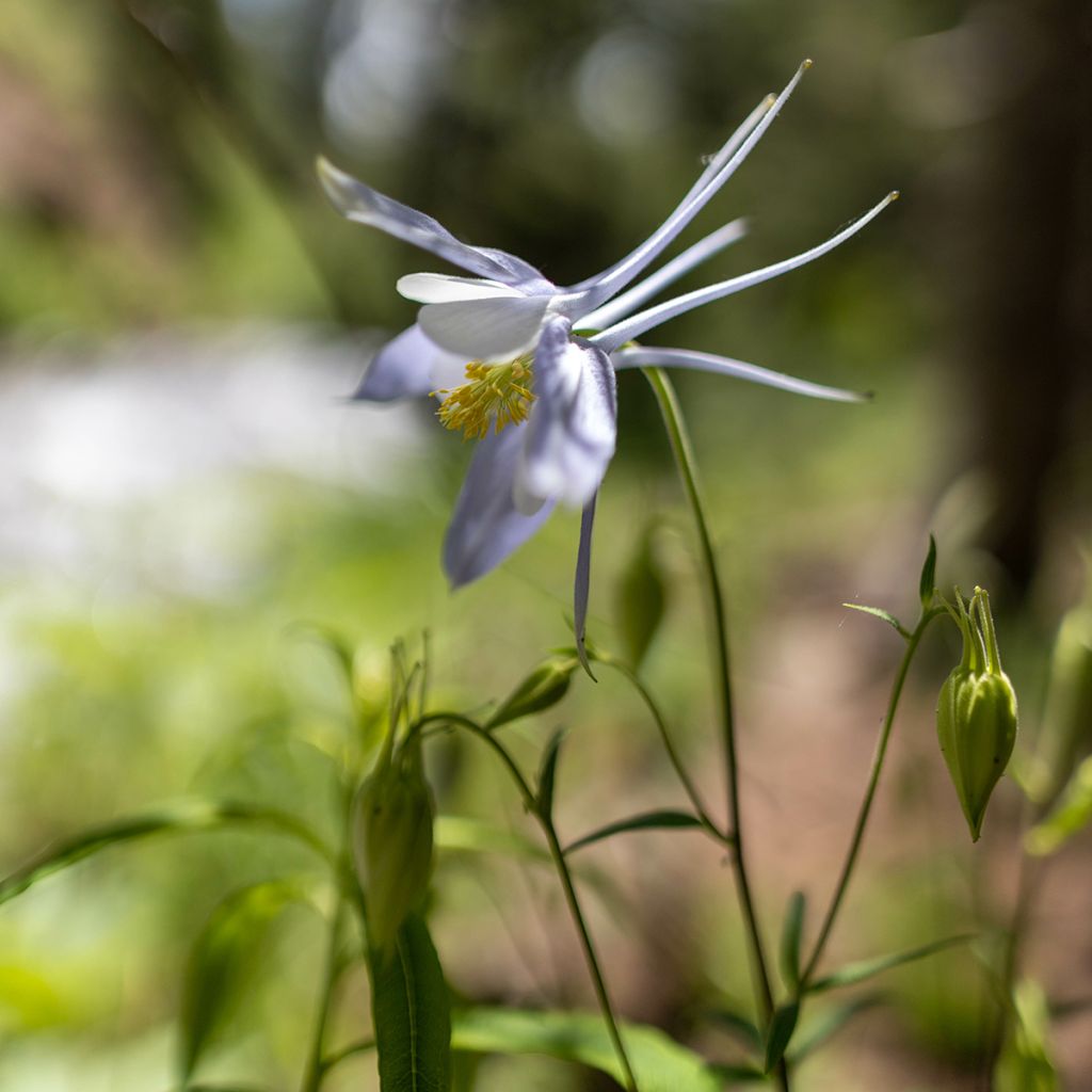 Aquilegia Snow Queen - Columbine