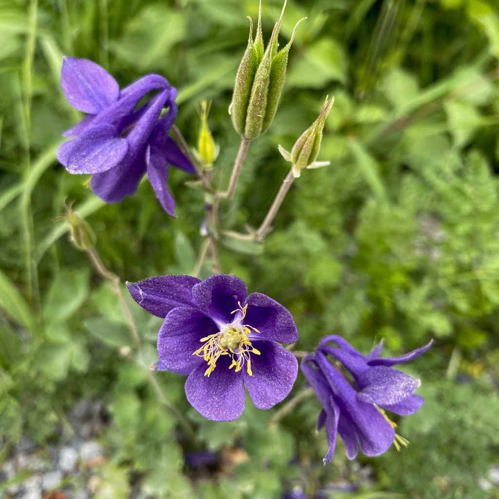 Aquilegia alpina - Columbine