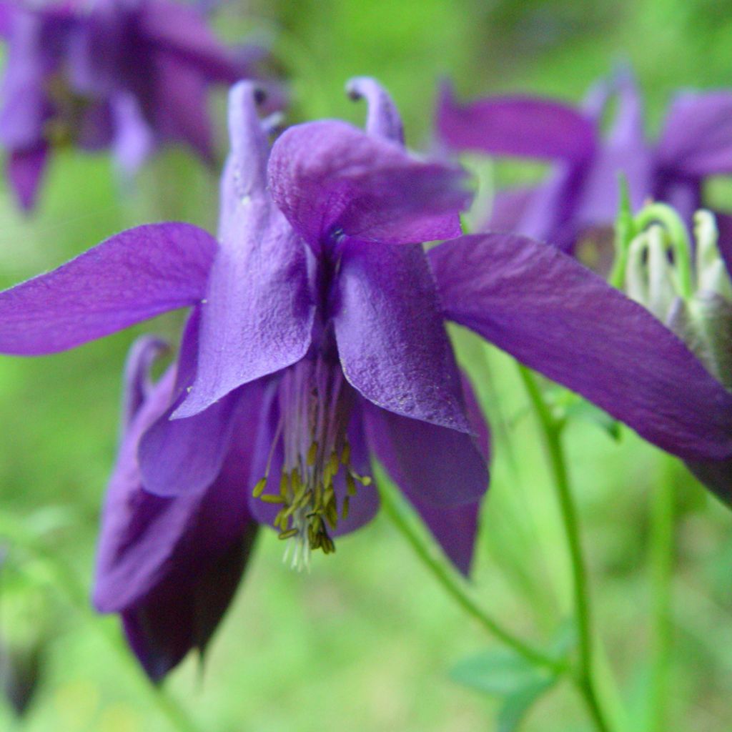 Aquilegia alpina - Columbine