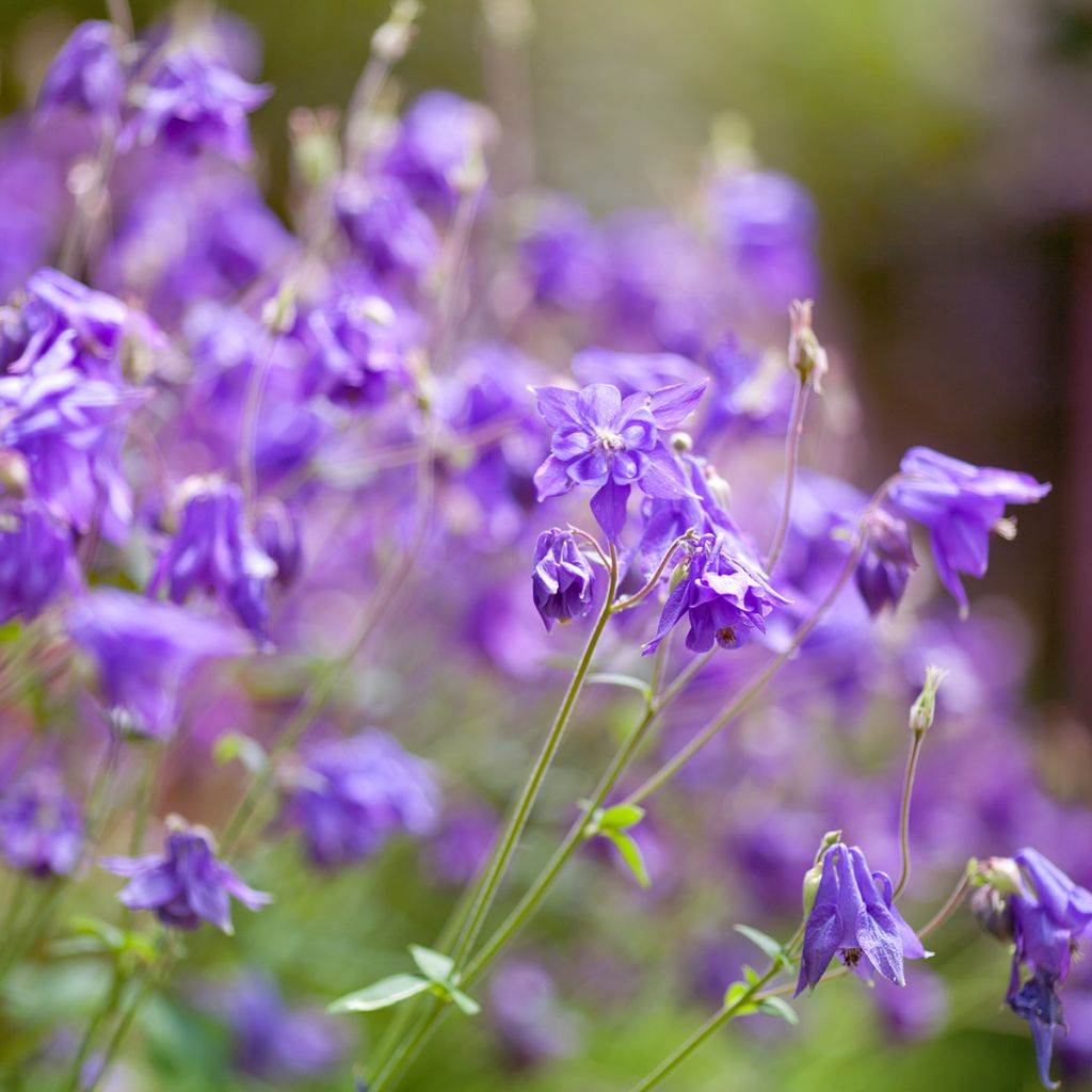 Aquilegia alpina - Columbine