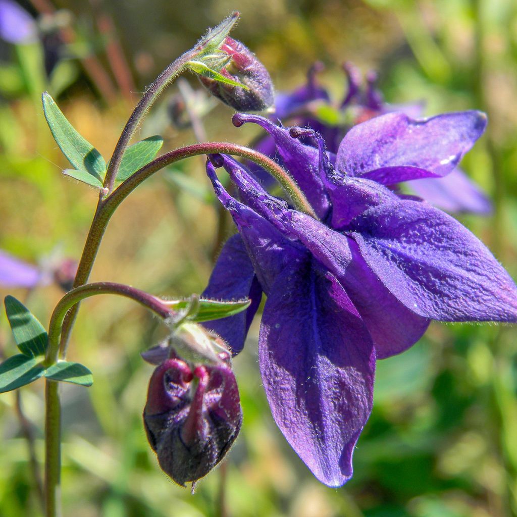 Aquilegia alpina - Columbine