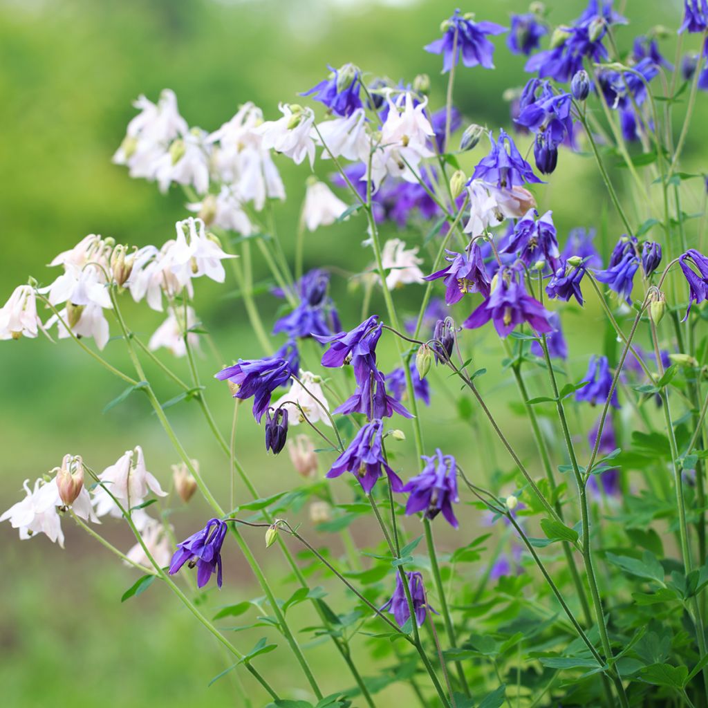 Aquilegia alpina - Columbine