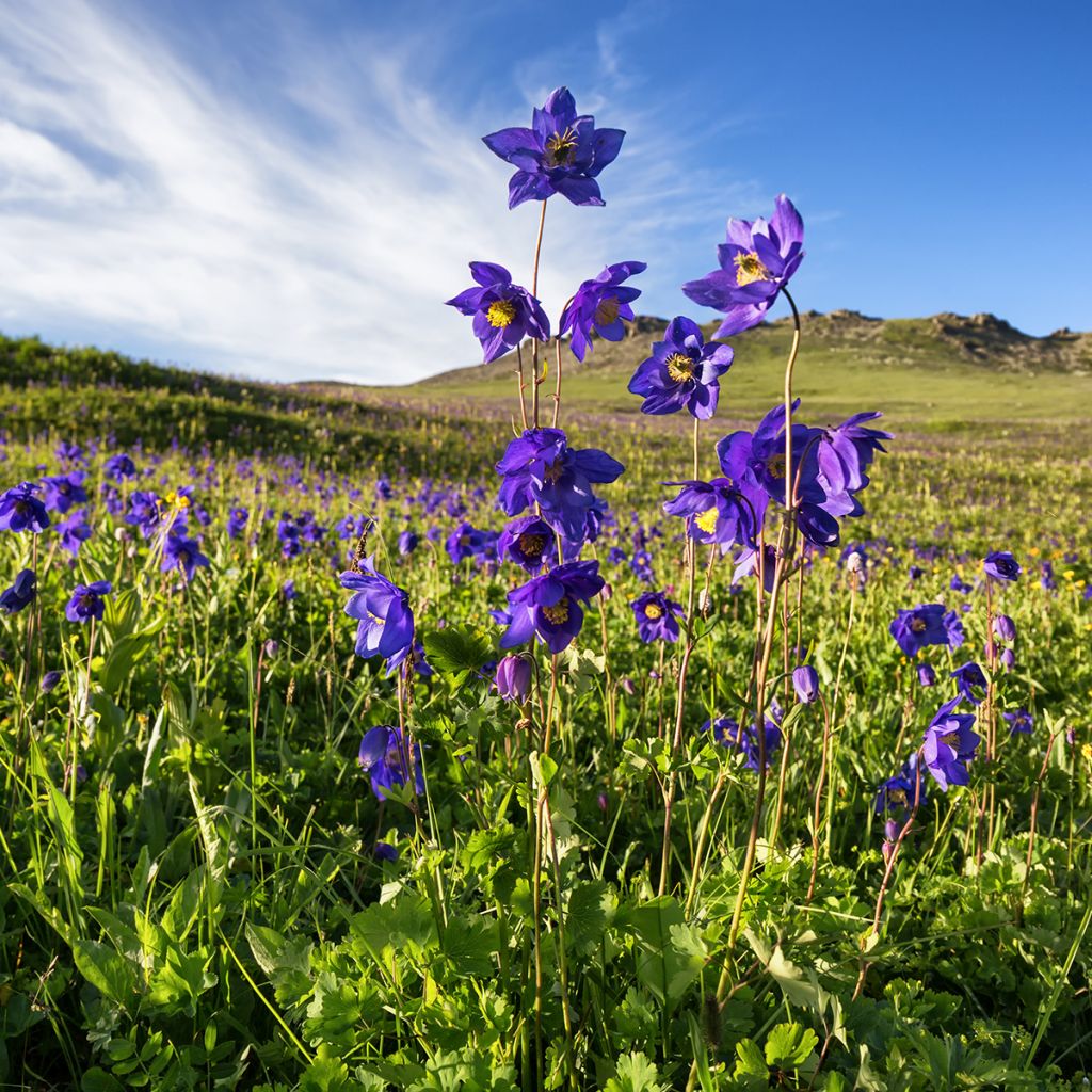 Aquilegia alpina - Columbine