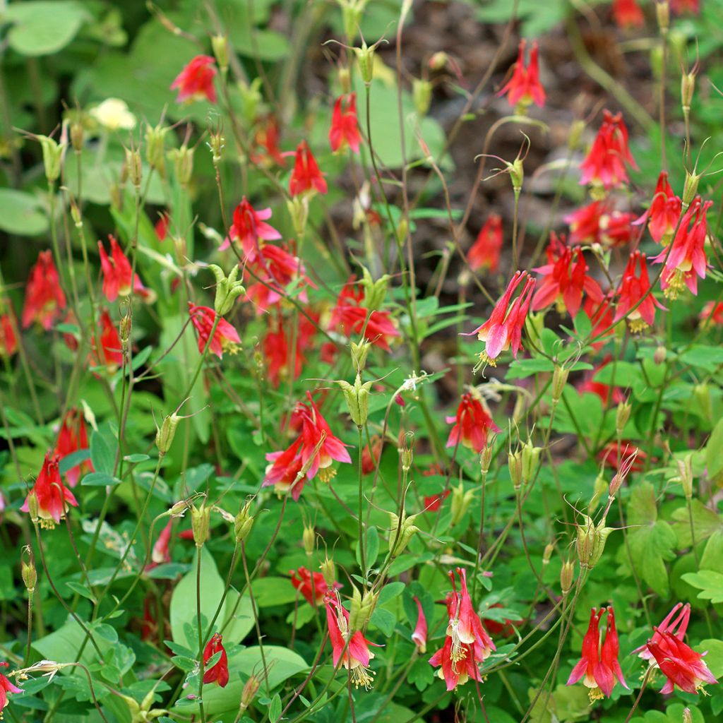 Aquilegia canadensis - Columbine