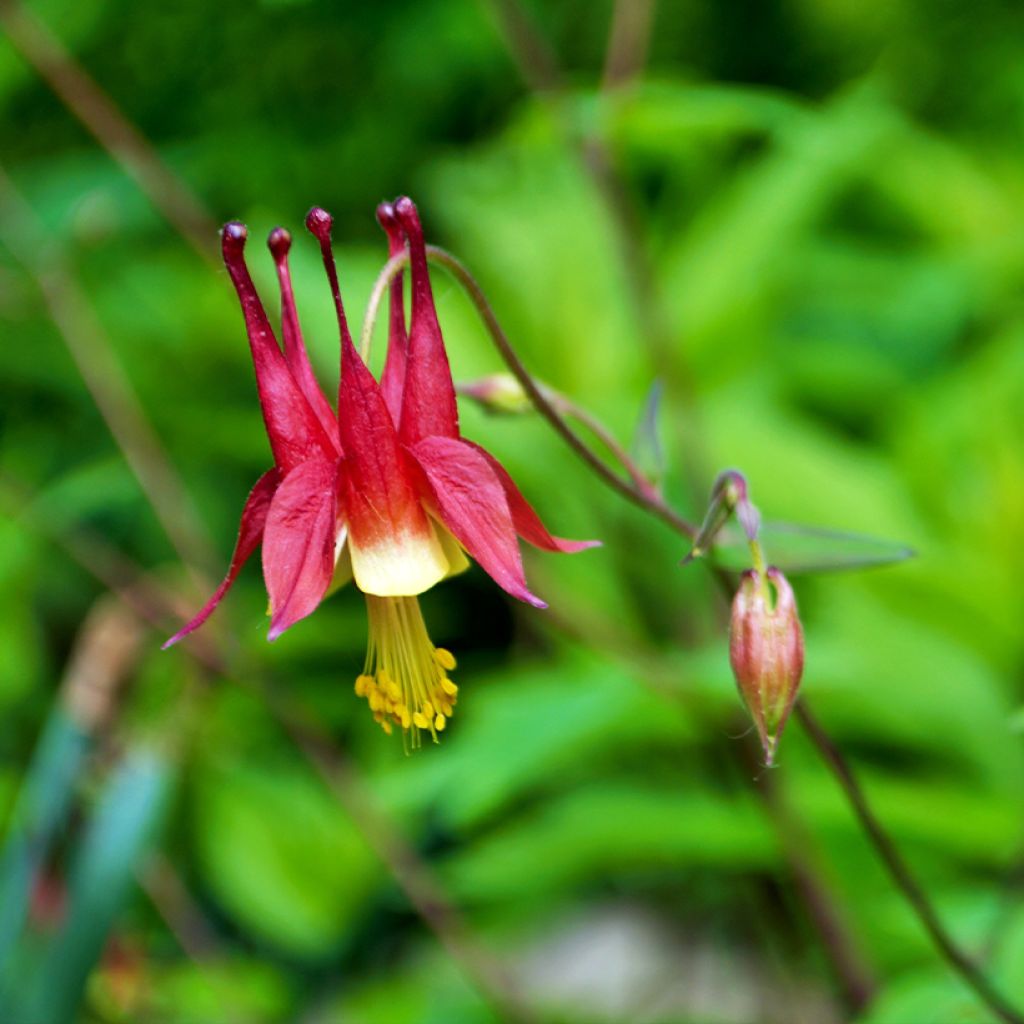 Aquilegia canadensis - Columbine