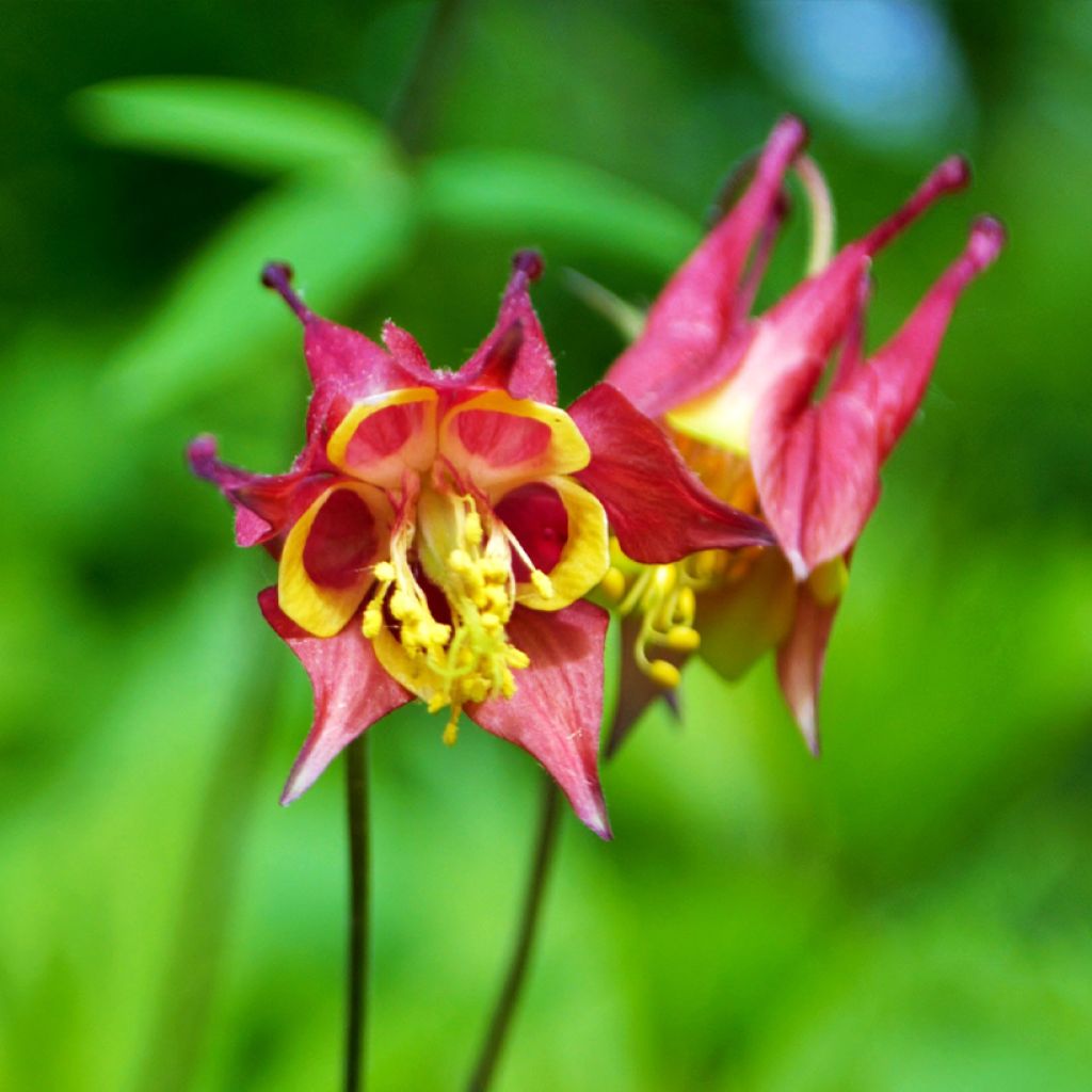 Aquilegia canadensis - Columbine