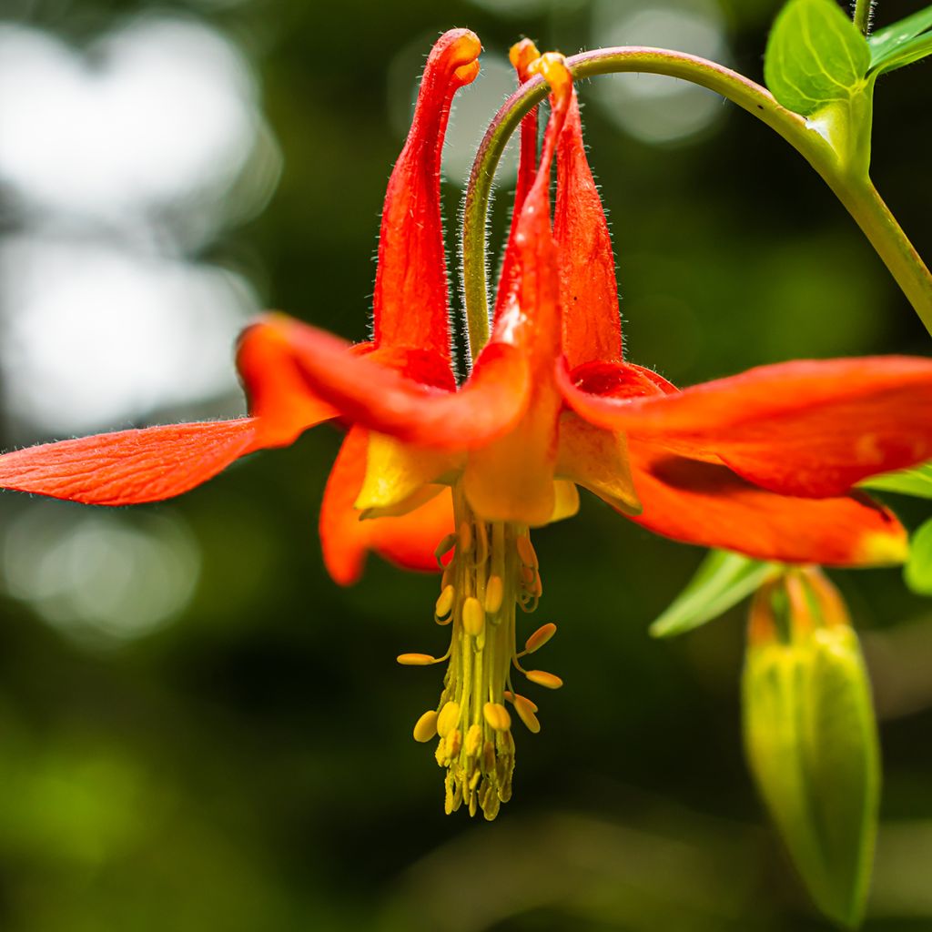 Aquilegia canadensis - Columbine