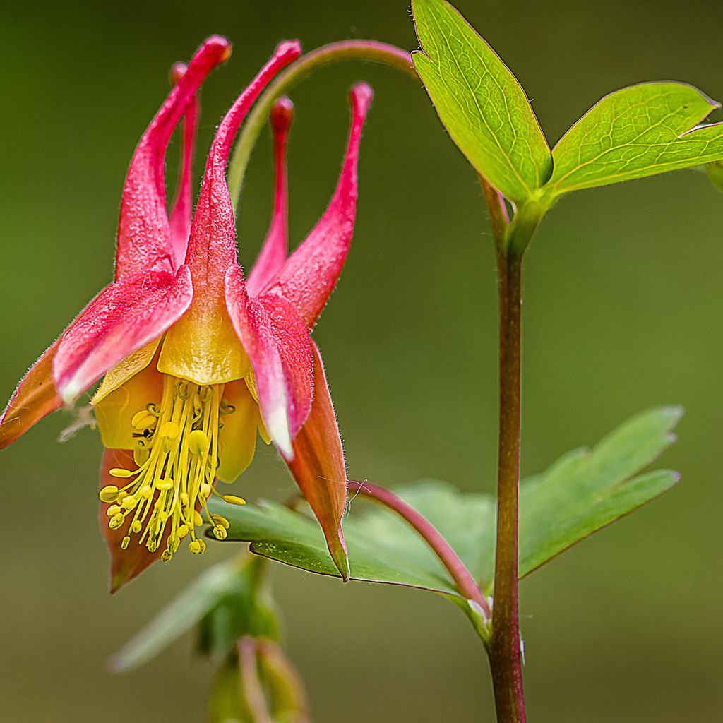 Aquilegia canadensis - Columbine