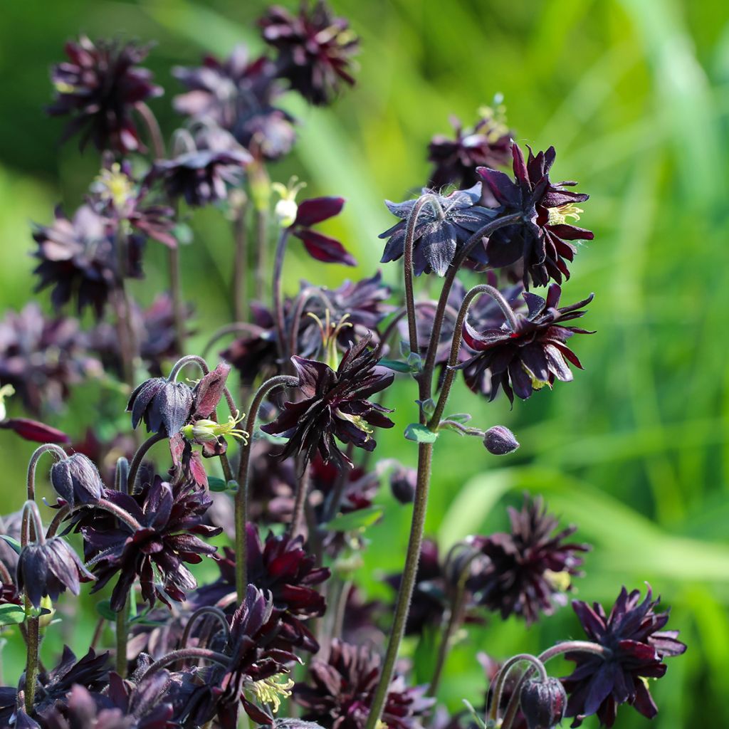 Aquilegia vulgaris var. stellata Black Barlow - Columbine