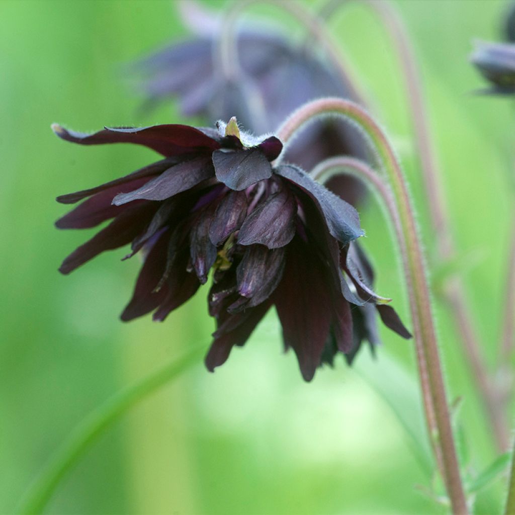 Aquilegia vulgaris var. stellata Black Barlow - Columbine