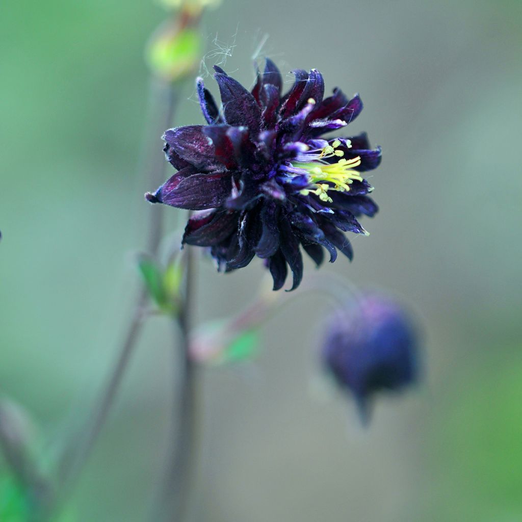Aquilegia vulgaris var. stellata Black Barlow - Columbine