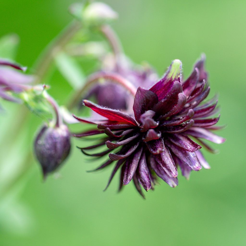 Aquilegia vulgaris var. stellata Black Barlow - Columbine