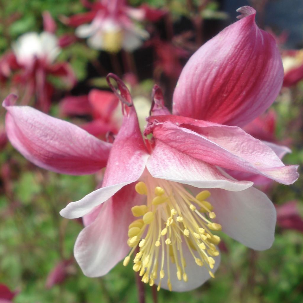 Aquilegia Crimson Star - Columbine