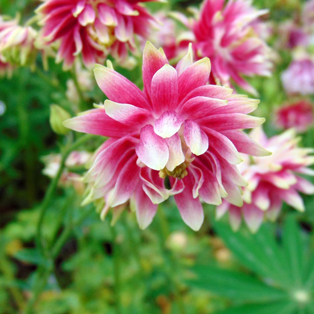 Ancolie hybride Nora Barlow - Aquilegia Nora Barlow