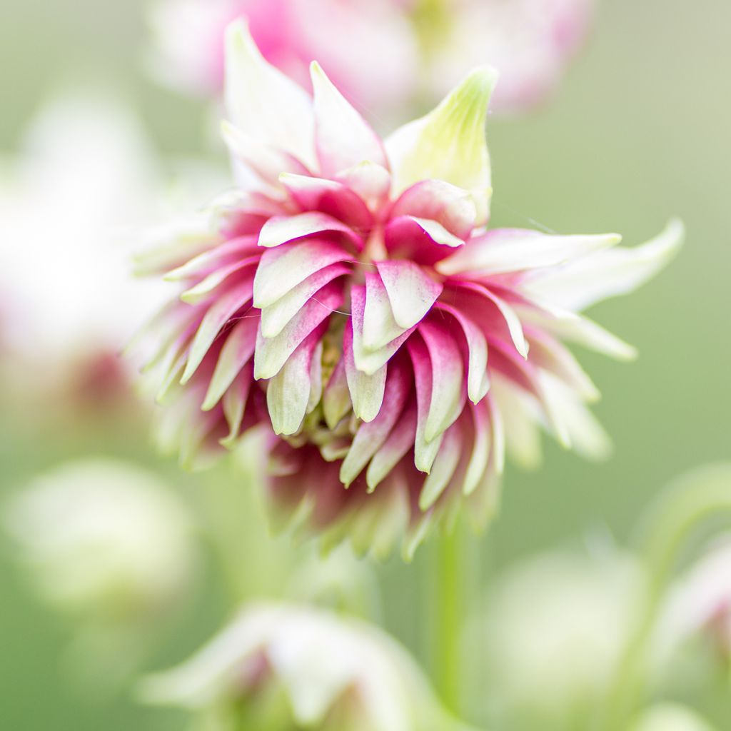 Aquilegia vulgaris Nora Barlow - Columbine