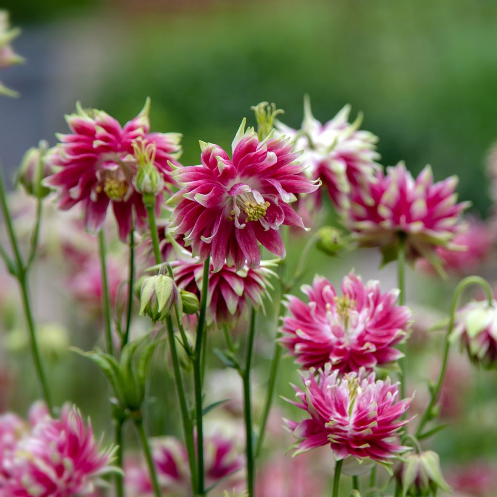 Aquilegia vulgaris Nora Barlow - Columbine