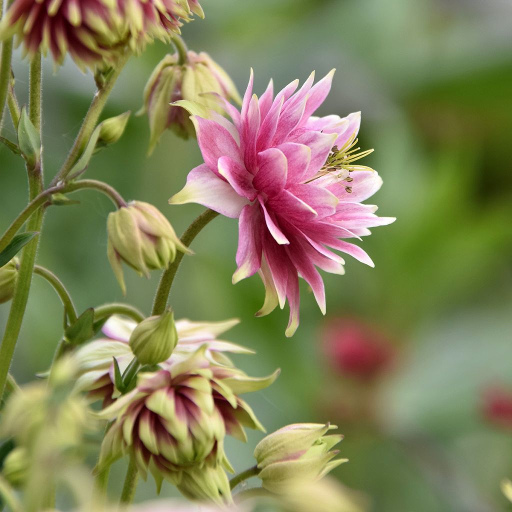 Aquilegia vulgaris Nora Barlow - Columbine