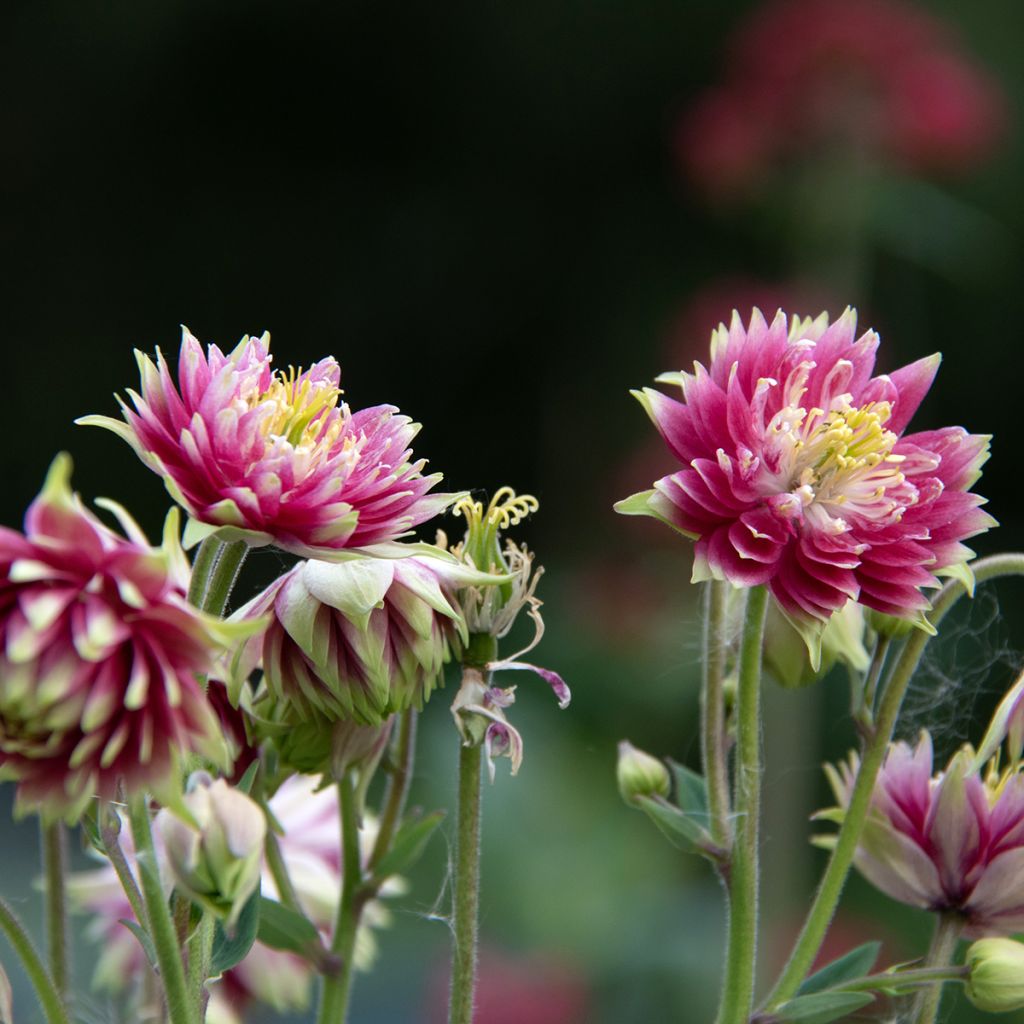 Aquilegia vulgaris Nora Barlow - Columbine