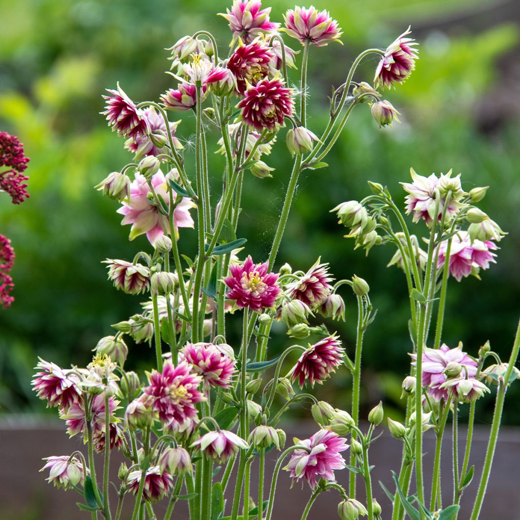 Aquilegia vulgaris Nora Barlow - Columbine