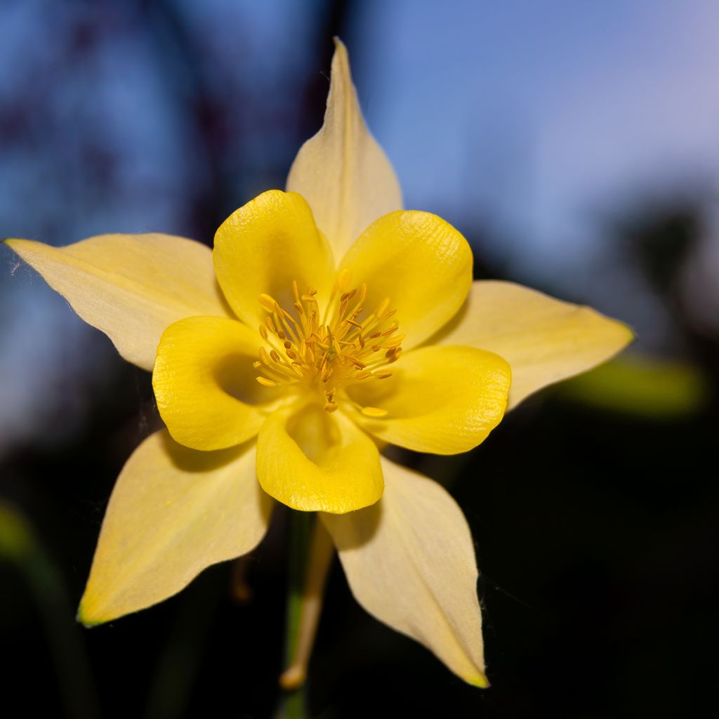 Aquilegia chrysantha Yellow Queen - Columbine