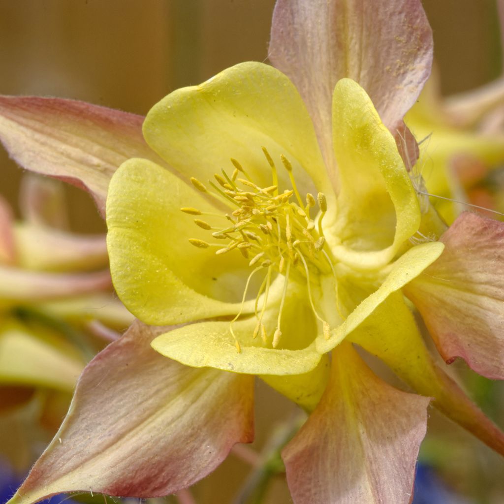 Aquilegia chrysantha Yellow Queen - Columbine