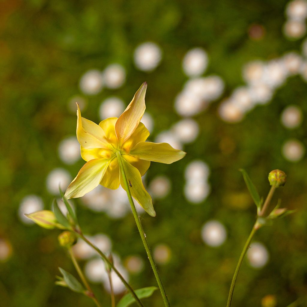 Aquilegia chrysantha Yellow Queen - Columbine