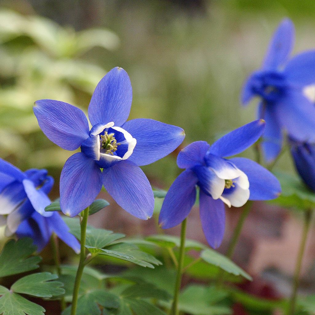 Aquilegia flabellata Cameo Blue and White - Columbine