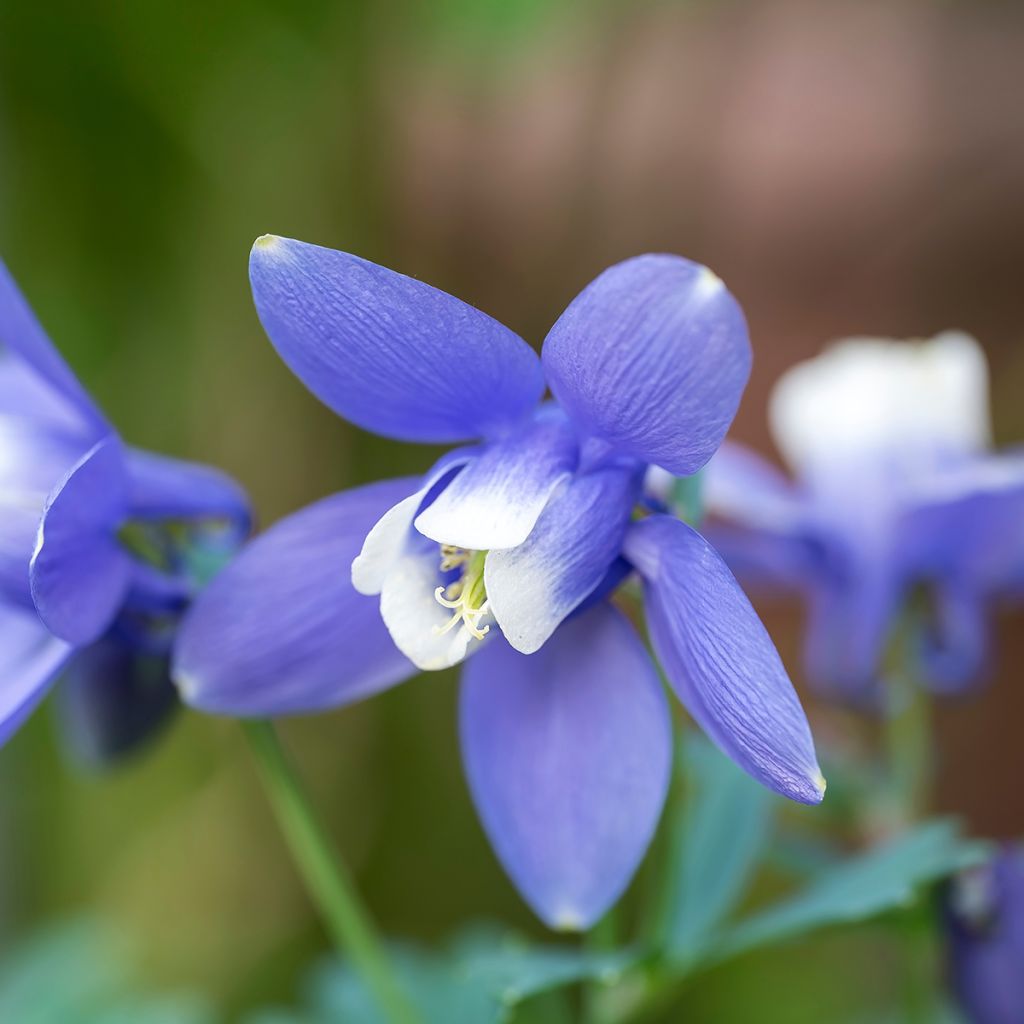 Aquilegia flabellata Cameo Blue and White - Columbine