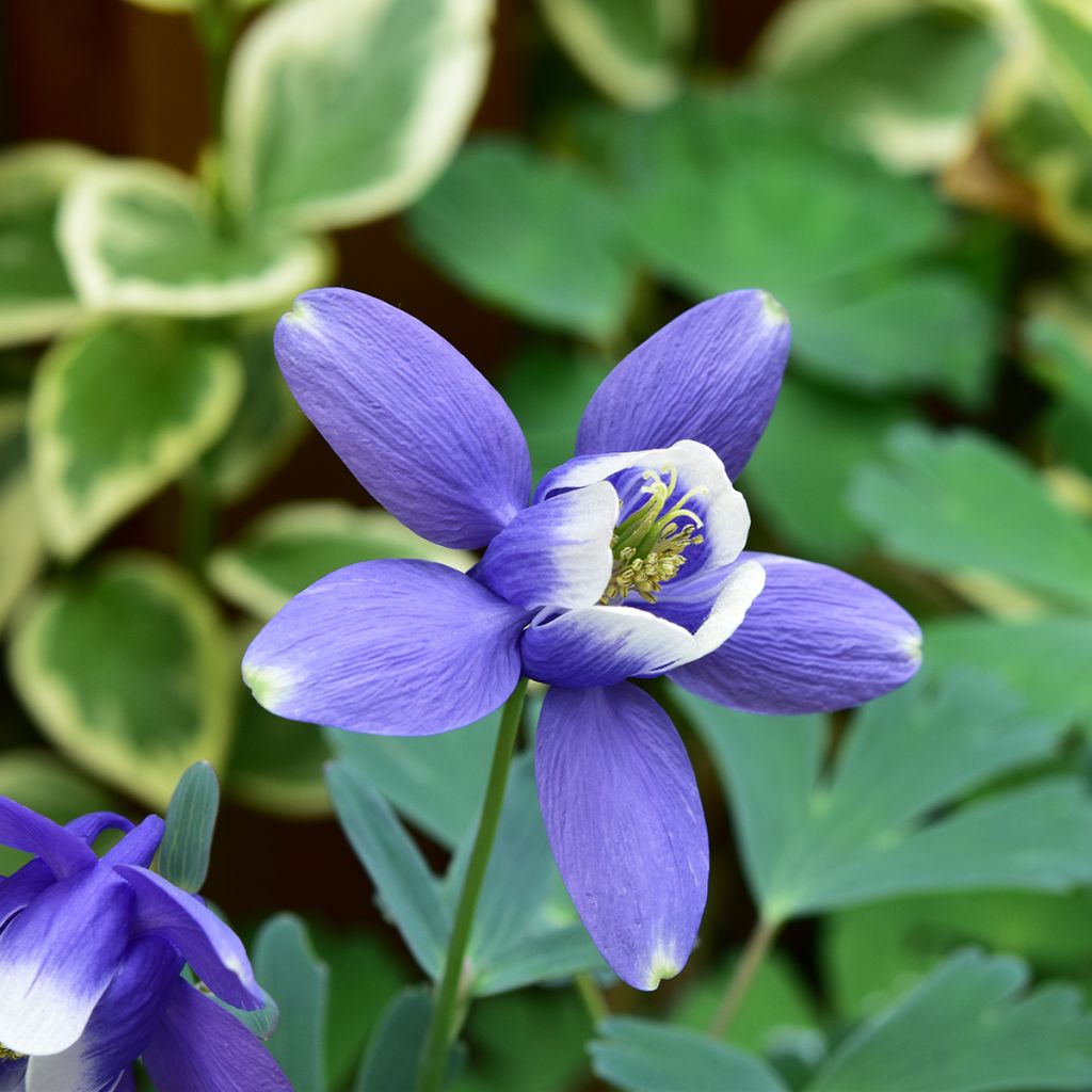 Aquilegia flabellata Cameo Blue and White - Columbine