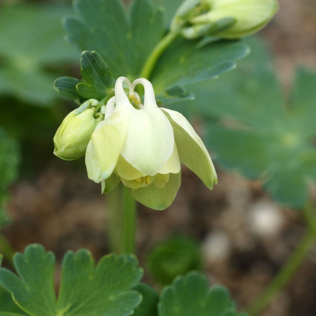 Aquilegia flabellata Cameo White - Columbine