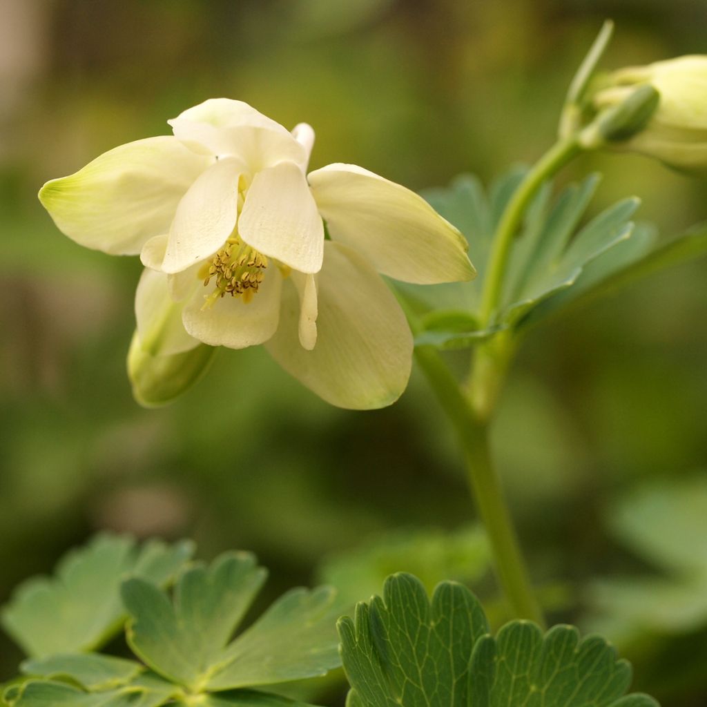 Aquilegia flabellata Cameo White - Columbine