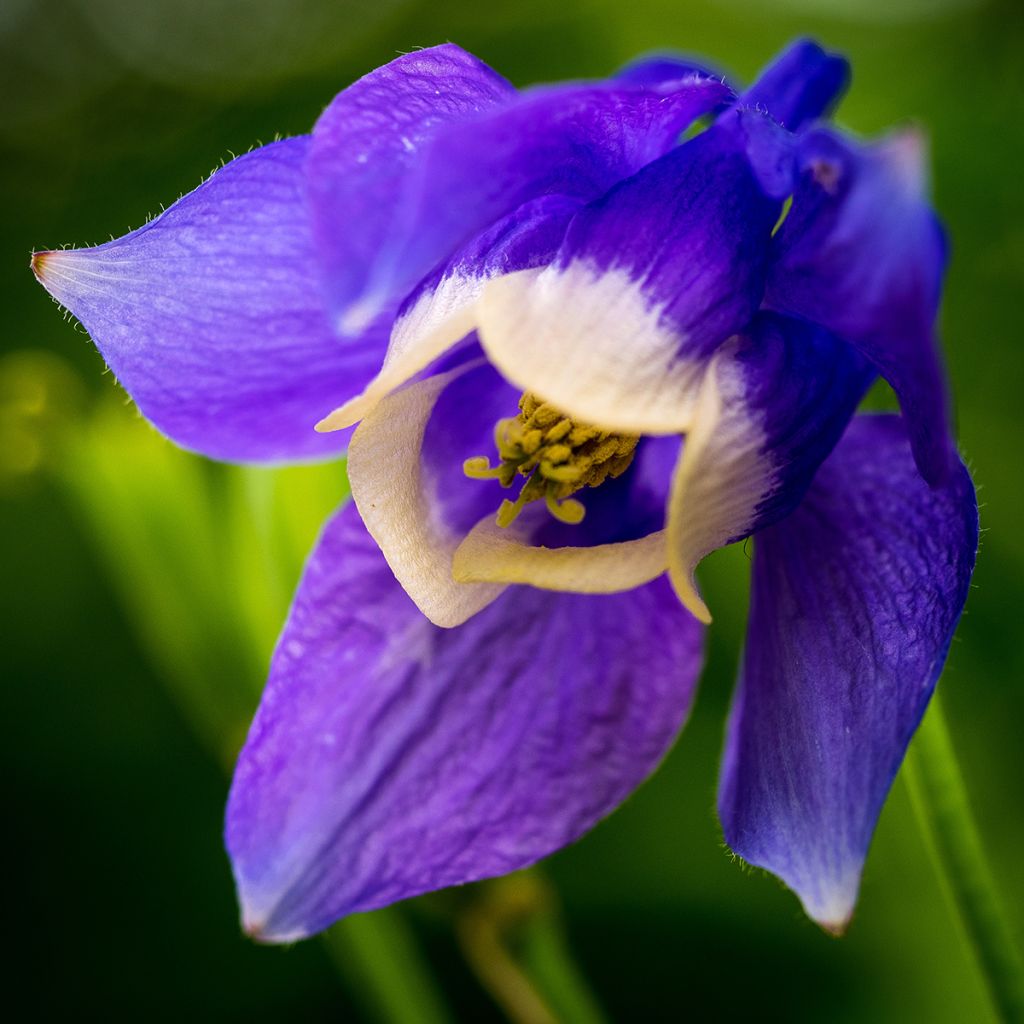 Aquilegia flabellata Ministar - Columbine