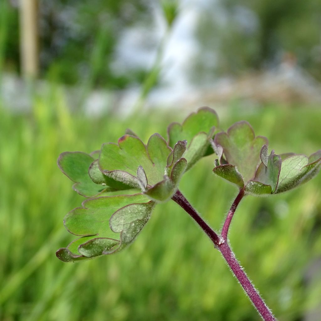 Ancolie vulgaris Ruby Port