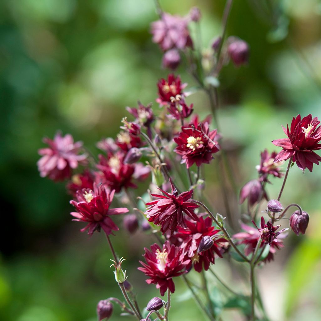 Aquilegia vulgaris Ruby Port - Columbine