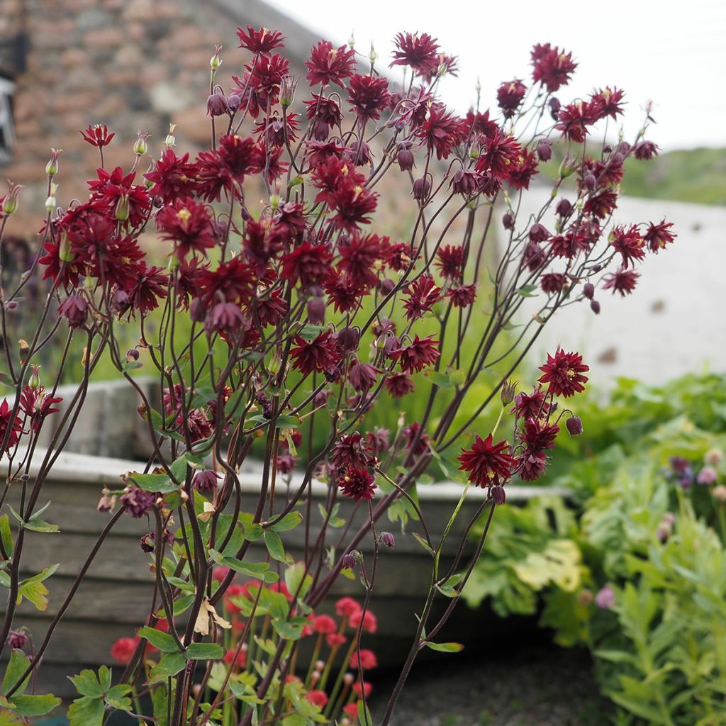 Aquilegia vulgaris Ruby Port - Columbine