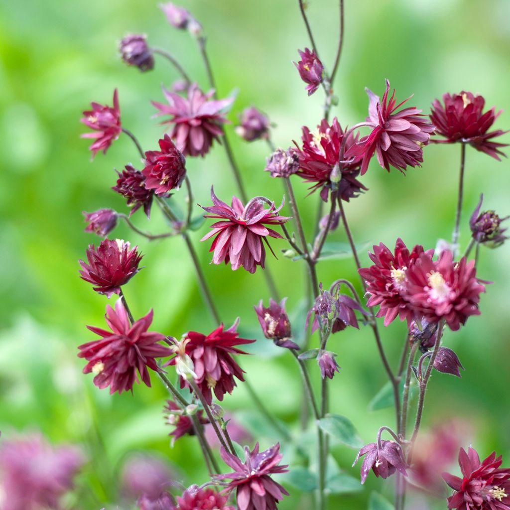 Aquilegia vulgaris Ruby Port - Columbine