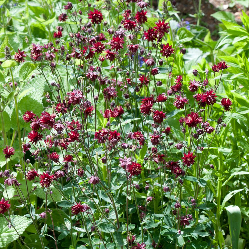 Aquilegia vulgaris Ruby Port - Columbine